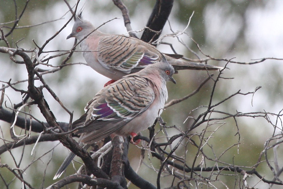 Crested Pigeon (Ocyphaps lophotes)